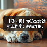 【游・见】专访安奇钛科工作室：萌猫弈棋，《爪爪谋略》玩转轻松策略对局